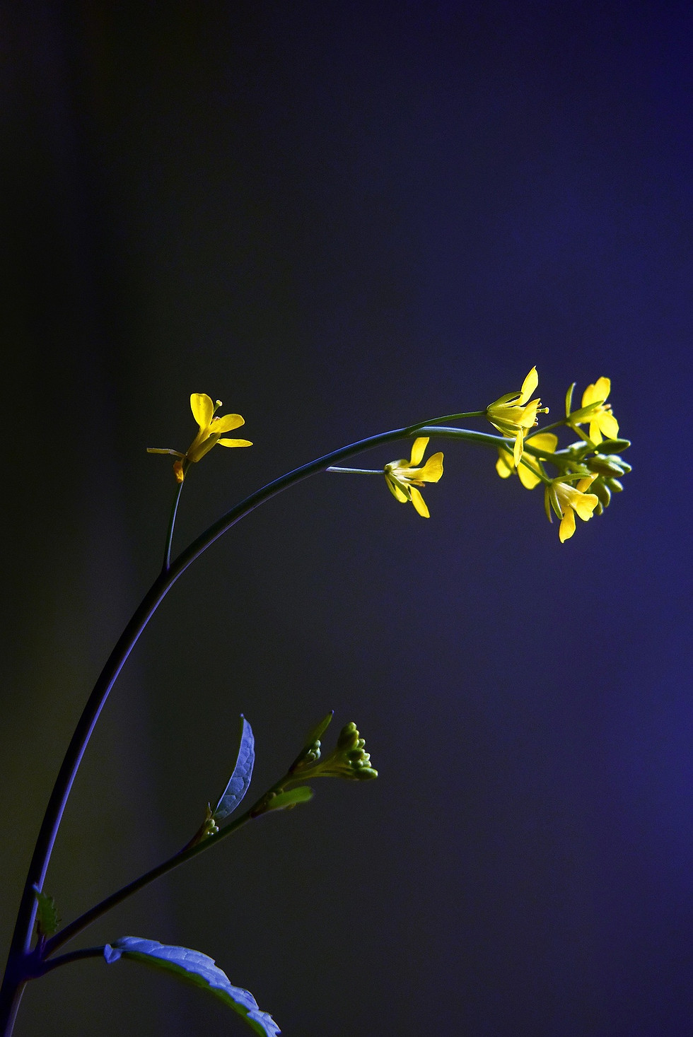 mustard-3284089_1920.jpg