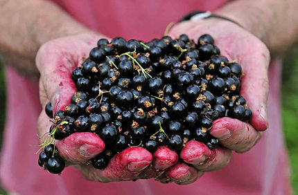 Blackcurrants in hand.jpg