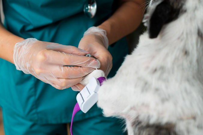 close-up-veterinarian-taking-care-dog.jpg
