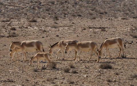 שוורץ טיולי ג׳יפים