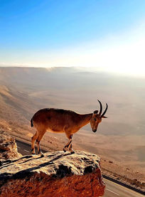 שוורץ טיולי ג׳יפים