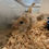 Thumbnail: Bourbon Red Turkey, DEPOSIT