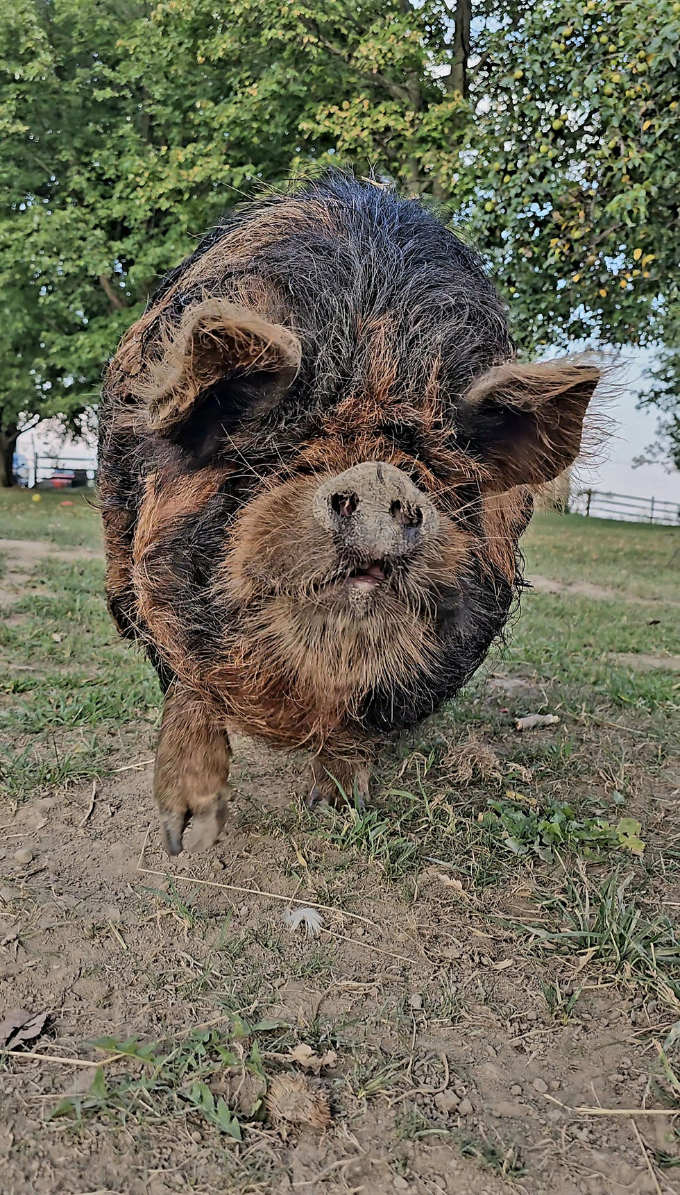 Fredrick