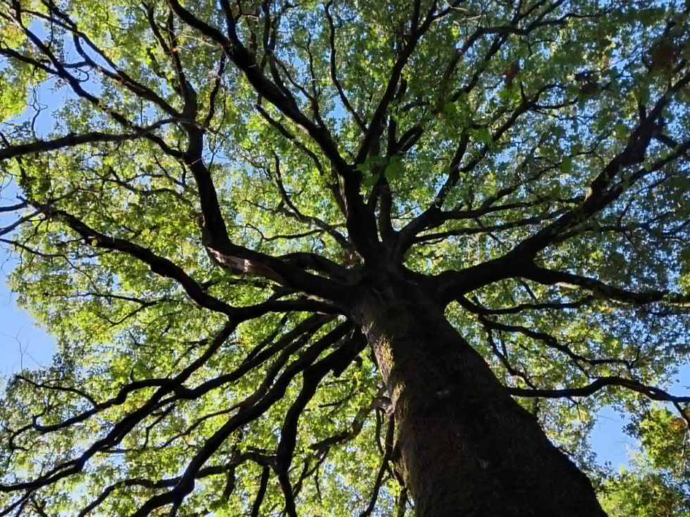 RECONNEXION A LA NATURE