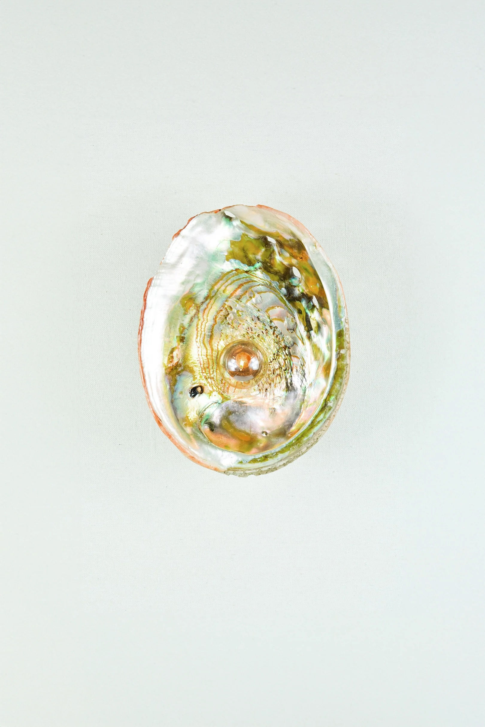 ABALONE SIREN'S SCONCE