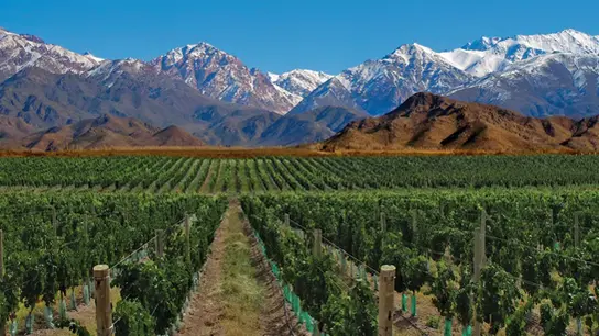 Viñedos en Mendoza, Andes nevados al fondo