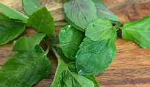 Mint leaves