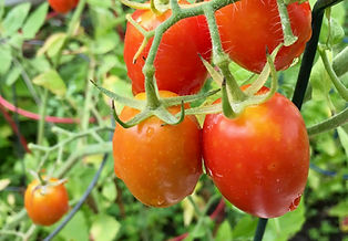 Tomatoes on vine