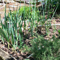 Green onions growing in garden