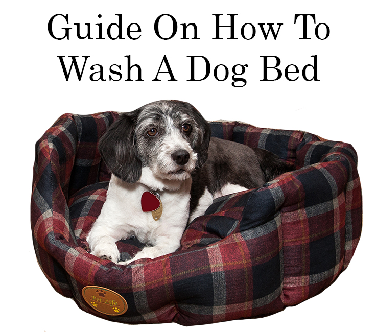How To Wash A Dog Bed Guide