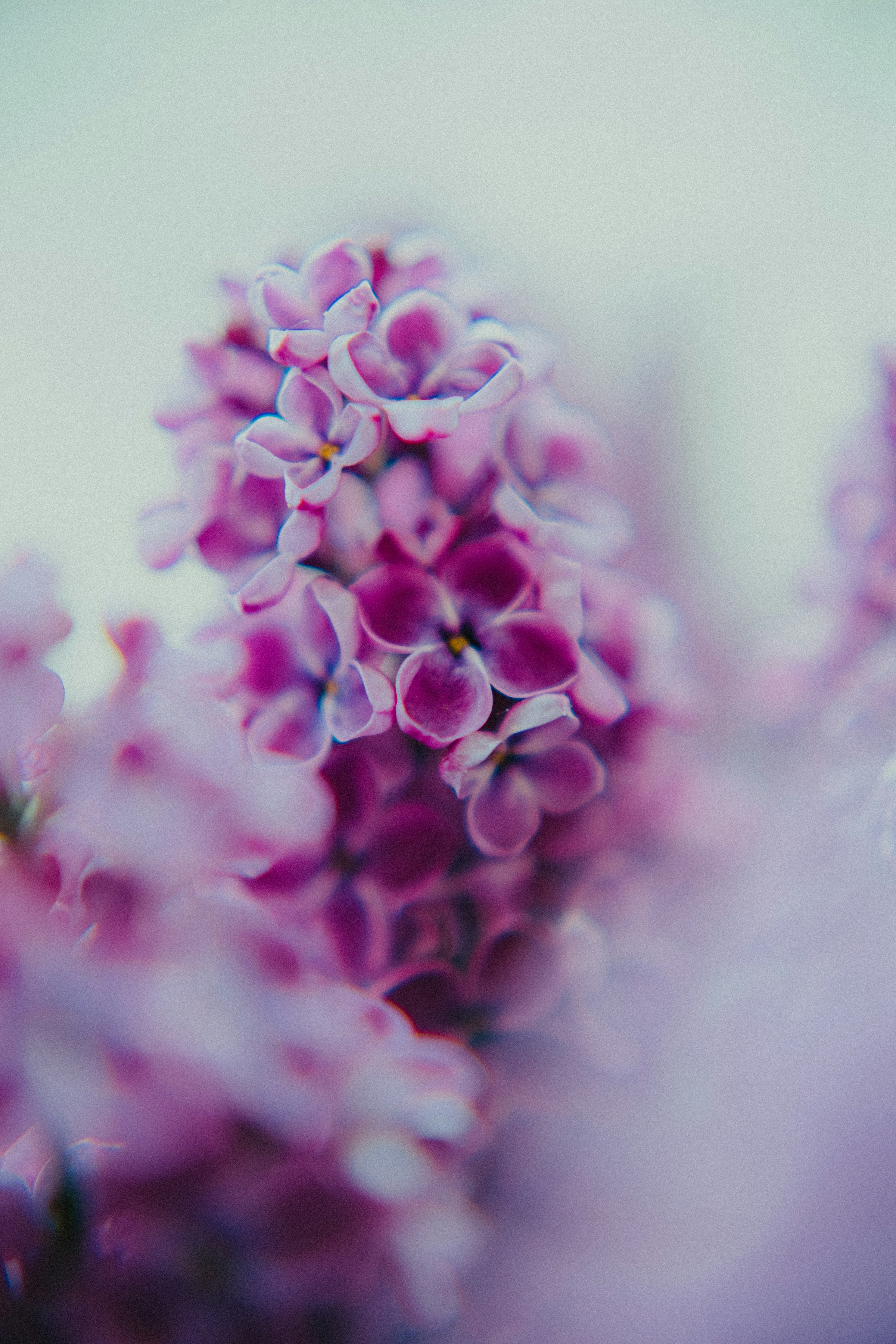 Soft purple lilac blossoms in close-up