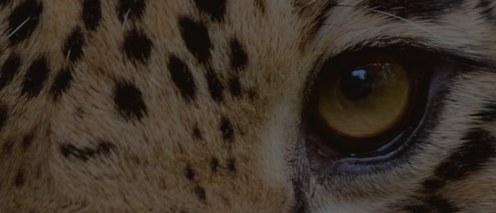Close-up of a leopard's eye emerging from shadow