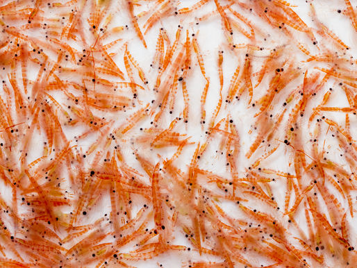 Krill