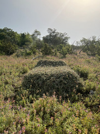 Art by Bernhard Wache