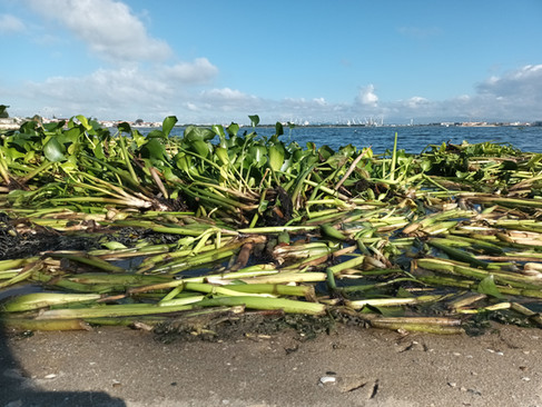 Treibende Wasserhyazinthen