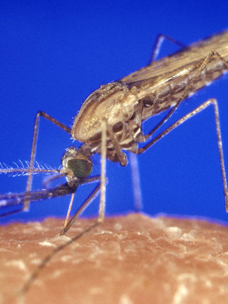 Anopheles-gambiae -Mücke