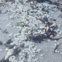 Salmon on the Beach
