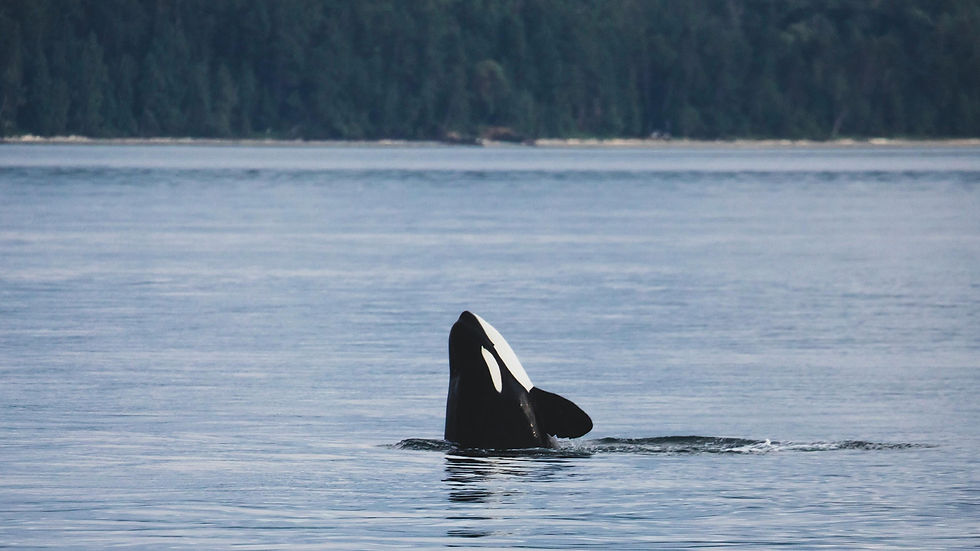 Orca