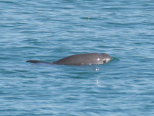 Vaquita