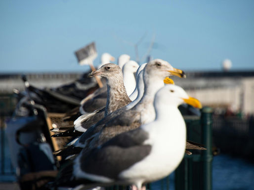 Möwen auf dem Steg