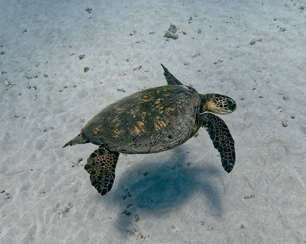 Meeresschildkröte