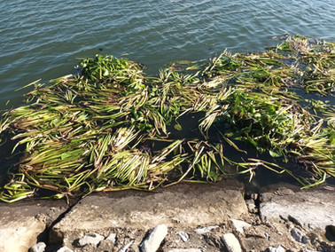 Treibende Wasserhyazinthen