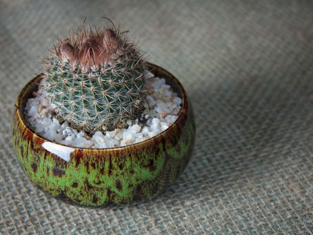 Potting Your 4" Succulents in Handmade Clay Pots: A Step-by-Step Guide