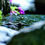 Thumbnail: Pond Toad in Spring