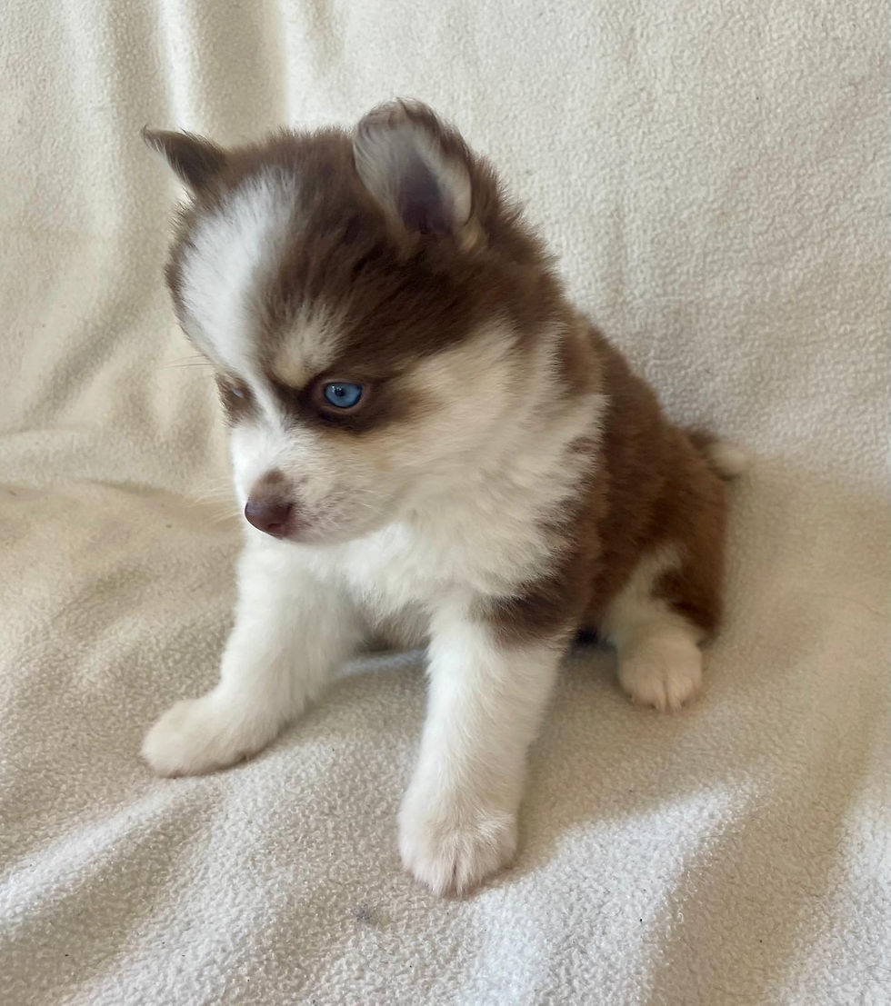 chiot pomsky du loup cervier