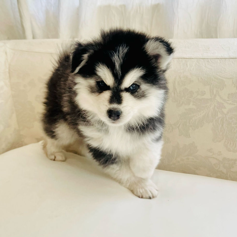 chiot pomsky du loup cervier
