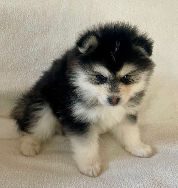 chiot pomsky du loup cervier