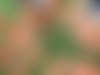 Programas Amigo de Valor e Parceiro do Idoso