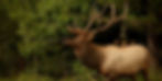 bull elk with majestic horn ready for colorado hunting seasons 2024