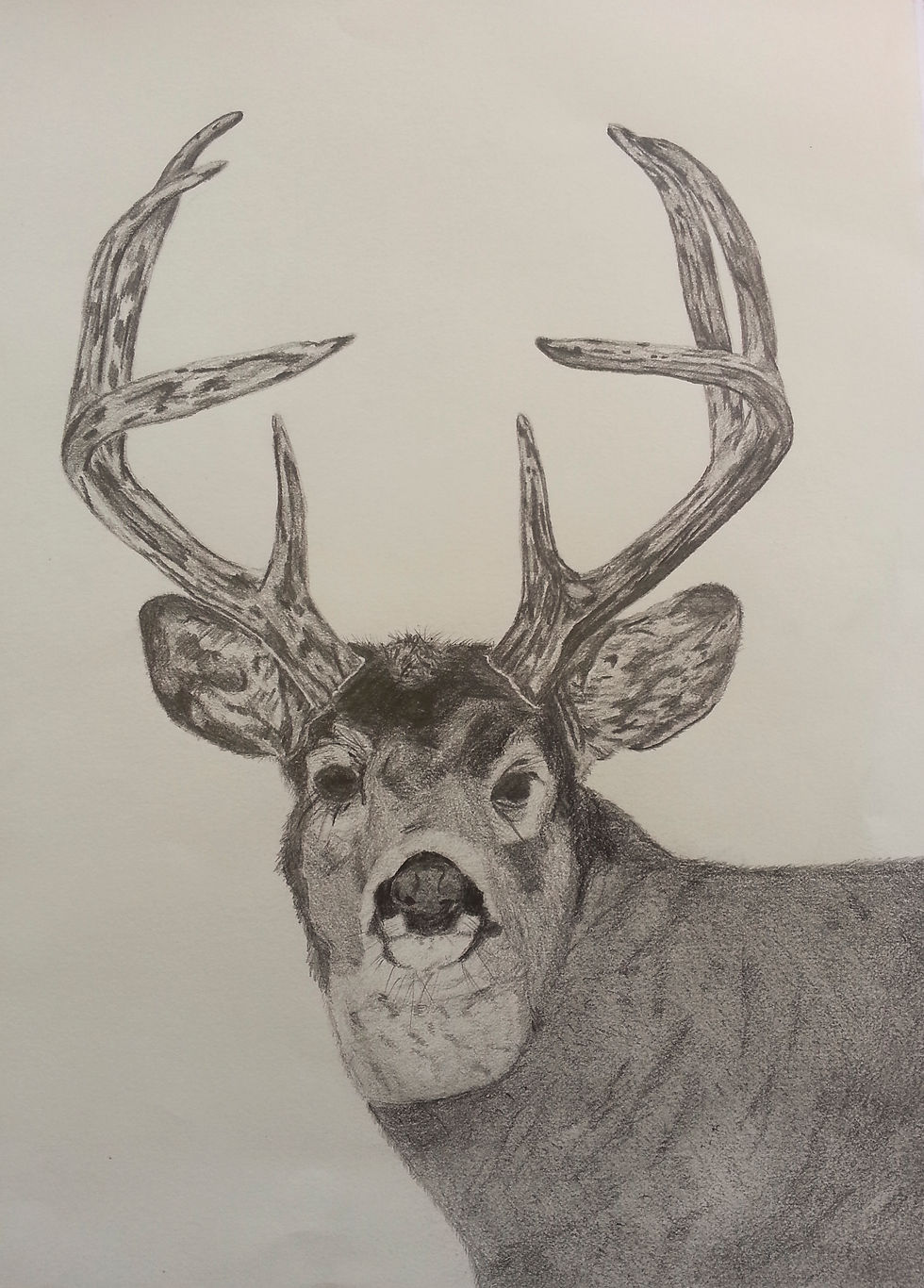 Deer 1