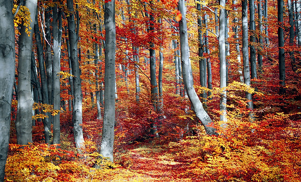 Schönheit der Natur