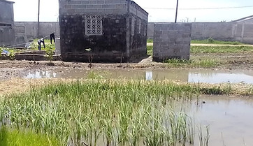 Flooded Neighbourhood Beira City Mozambique