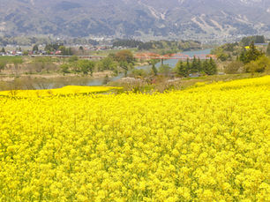 にいのみ元気通信 vol.2