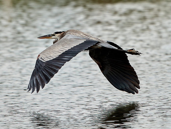 Bird Conservation Bird Conservation