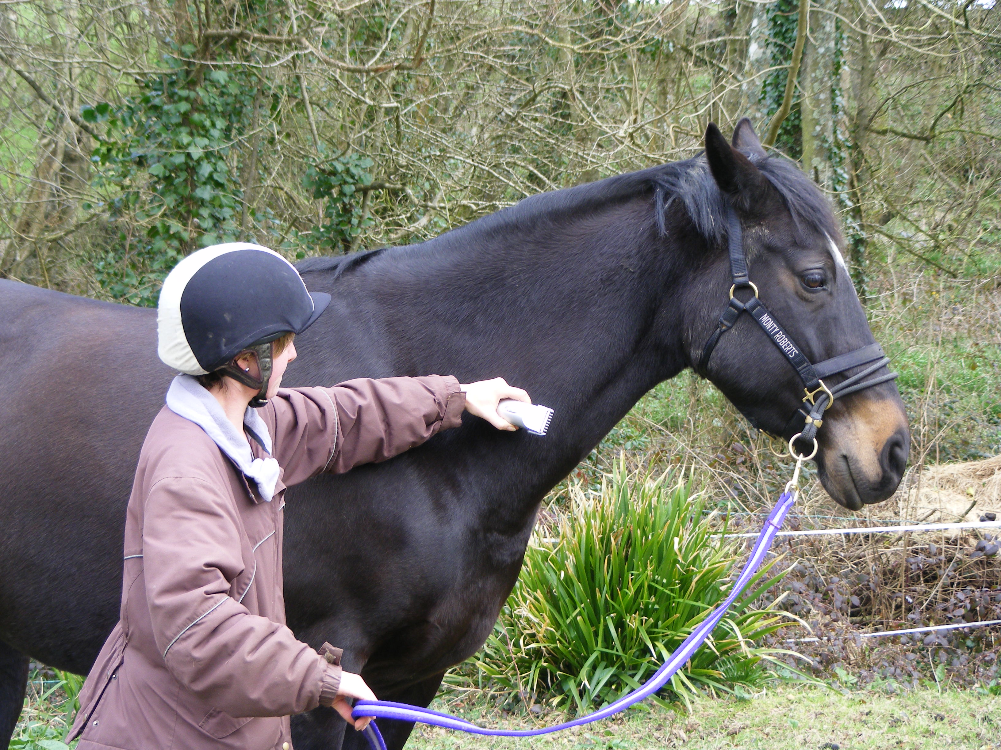 Clipper Training