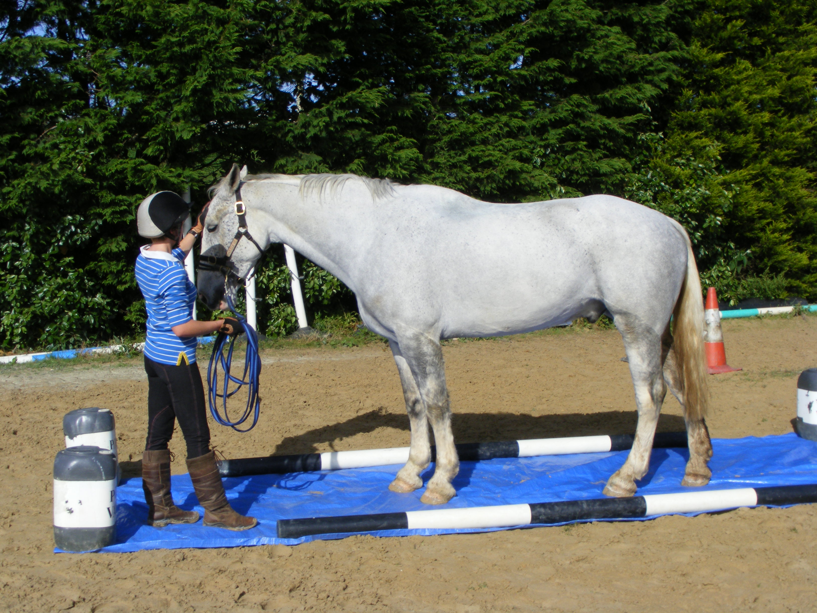 Tarpaulin Desensitisation