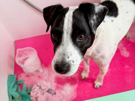 A dog waiting to be bathed