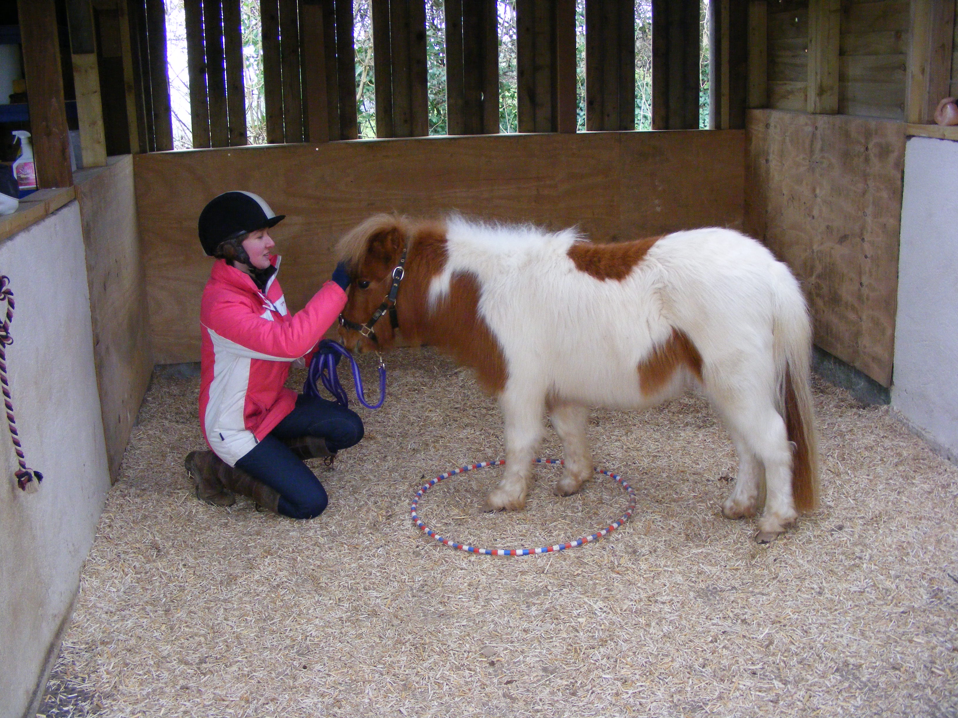 Leanne works with shetlands to shire