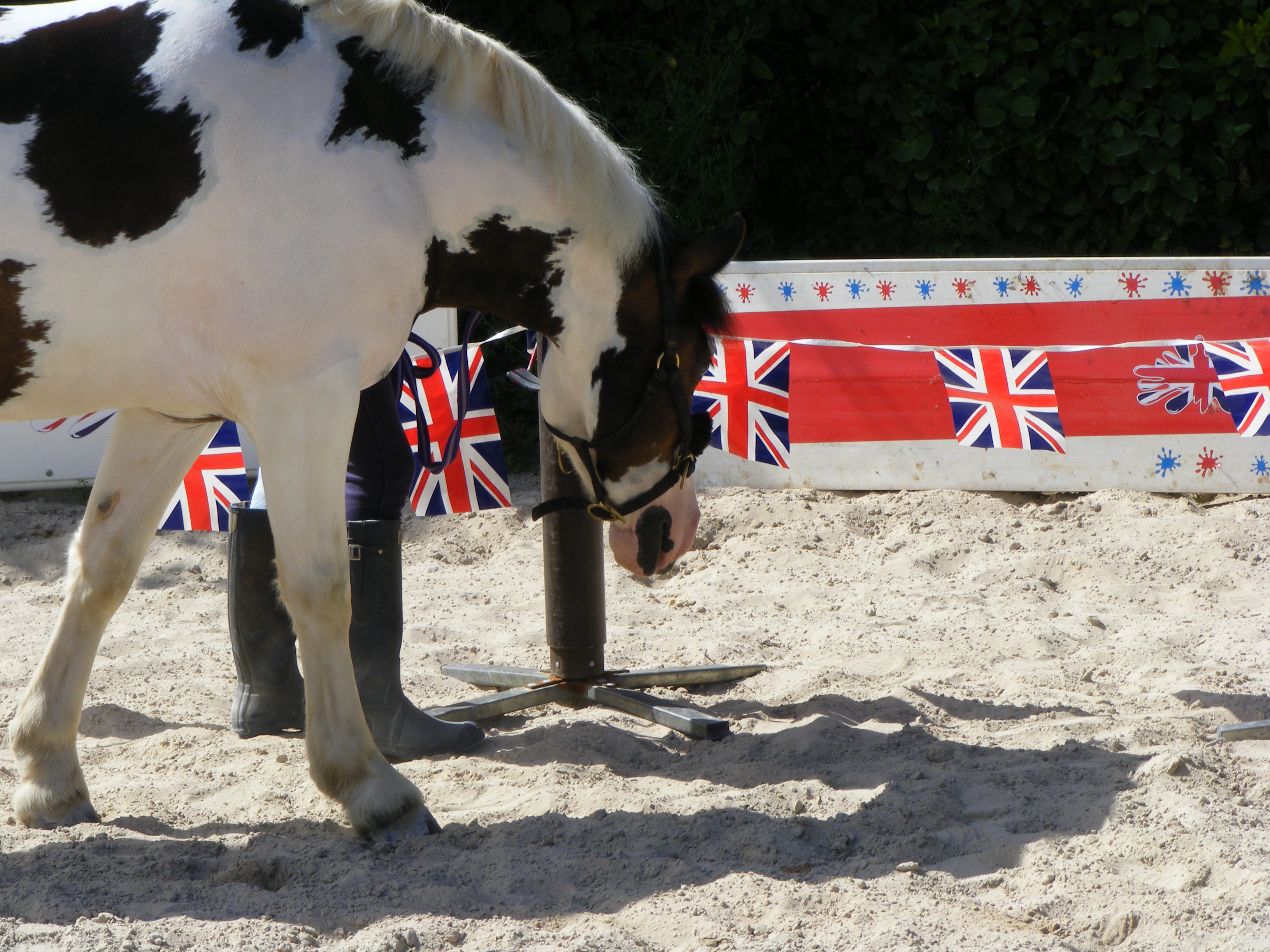 Helping Ponies & Owners to be BRAVE!