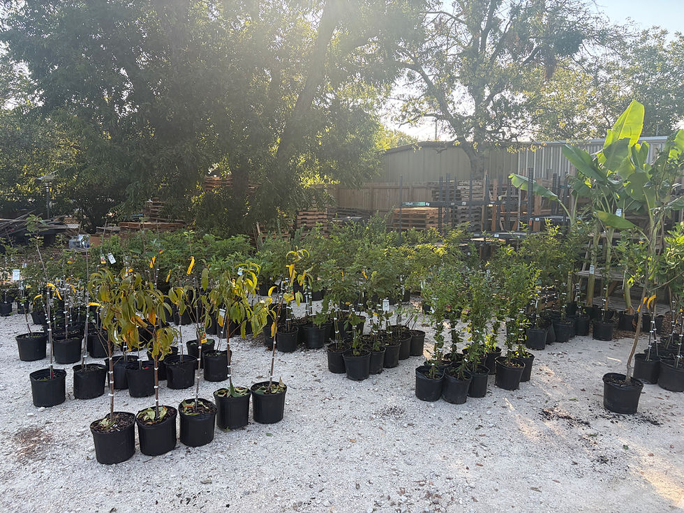 Fruit and Citrus Trees