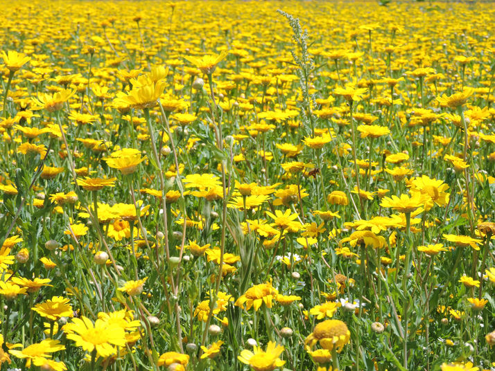 Field of Yellow.JPG