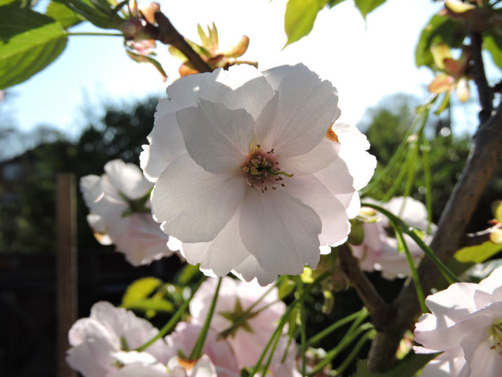 The Ichyo of Attention (2018).JPG