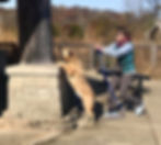 Canine nose work
