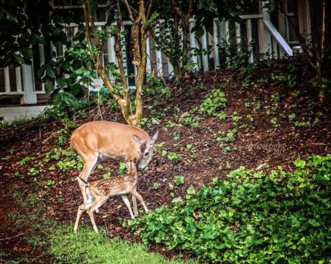 Deer-with-Baby-Linda11659457_10206984066