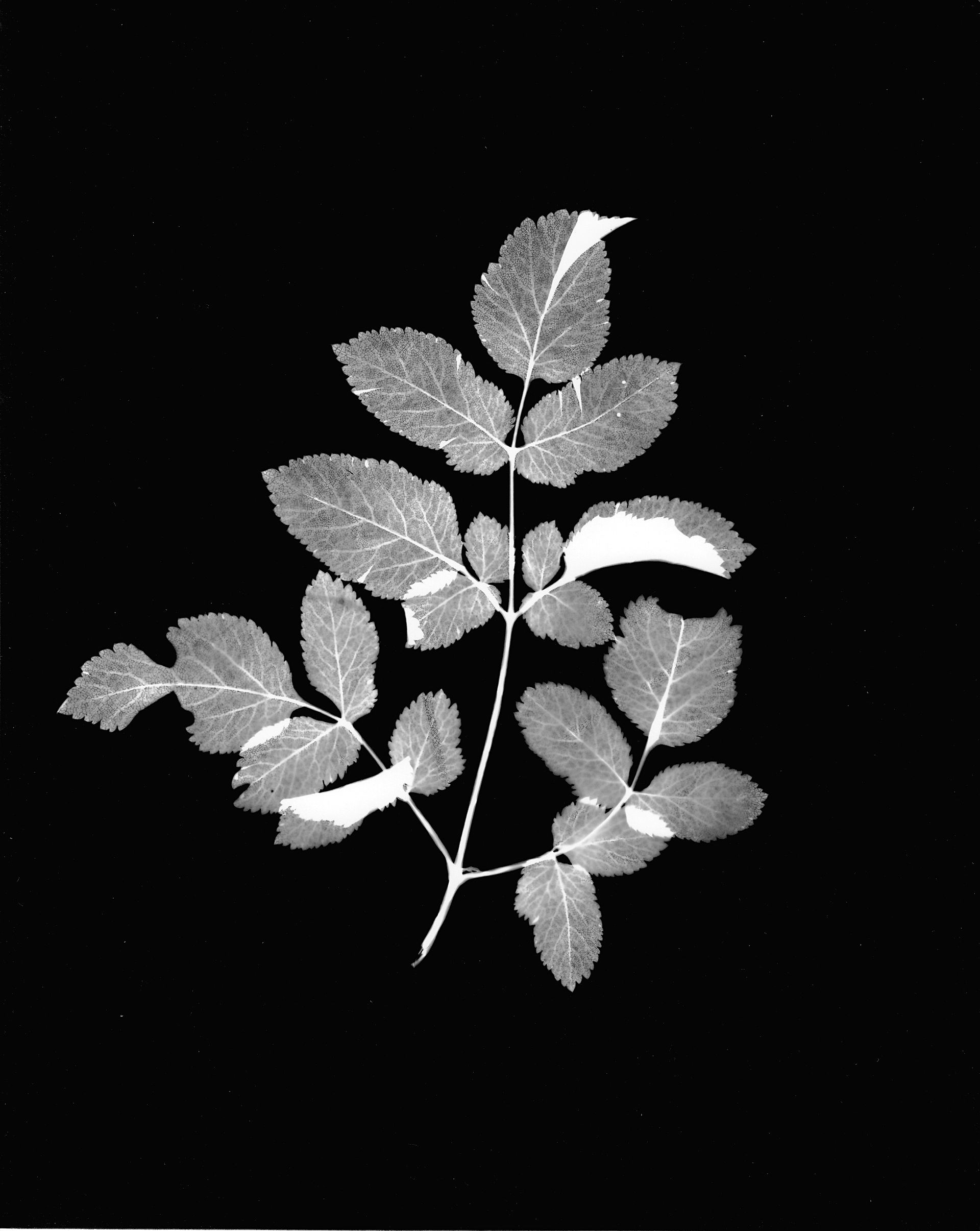 Photogram 04