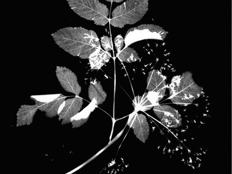 PHOTOGRAMS @ The Swan Inn